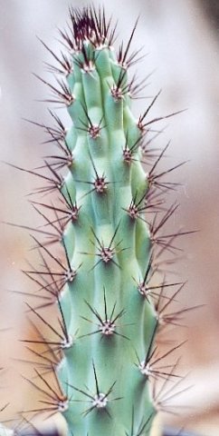 Cereus_aethiops_2